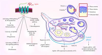 The role of apelinergic system in metabolism and reproductive system in normal and pathological conditions: an overview